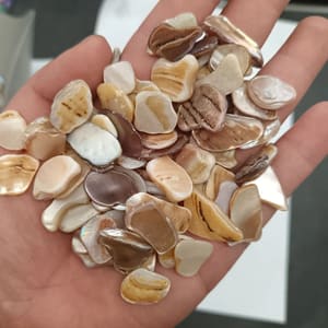 500 غم احجار صدفية طبيعية 9-12 ملم
