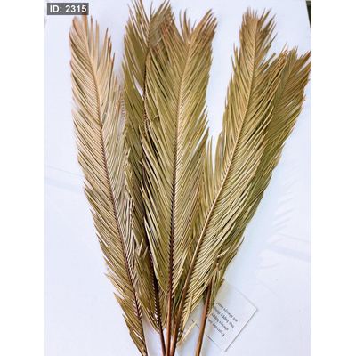 عروق نخيل